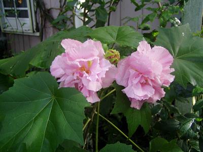 Hibiscus mutabilis